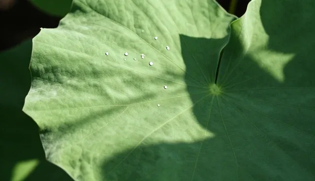核对清单:在线咨询服务操作规范使用要点